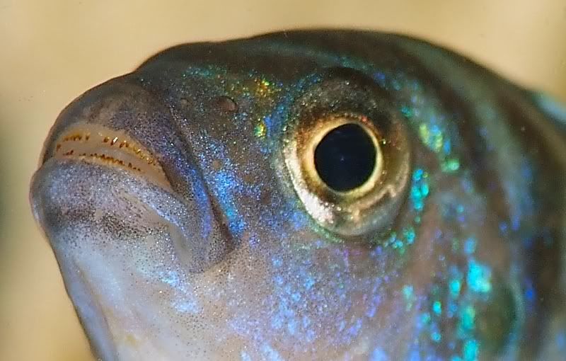 Malawi Cichlid Teeth Talk Photography